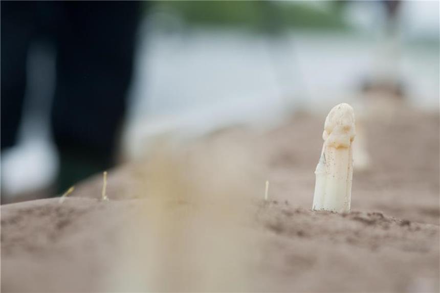 Das sind die Unterschiede bei Spargel Weißer Spargel wächst in Erdwällen und wird zum Ernten freigelegt und gestochen. Foto: Klaus-Dietmar Gabbert