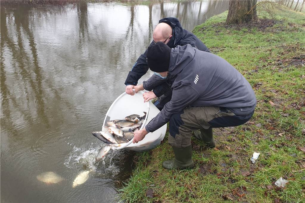 Neuer Fischbesatz: Angelverein blickt mit Sorge auf das Wehr Weißfischmischbesatz in der Größe von 15 bis 35 cm sowie Schleien haben die Mitglieder des ASV Nienborg in die Dinkel gesetzt.