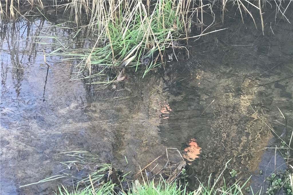 Verfärbung des Selmer Bachs: Das ist der Grund für das trübe Wasser Weiter oben an den Eingriffen war der Bachlauf allerdings nicht verunreinigt.