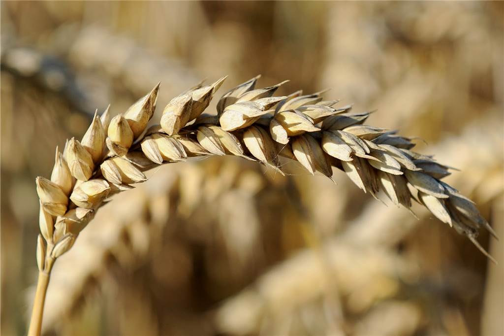 Dürresommer schmälern die Ernte und lassen Landwirte neue Wege suchen Weizen