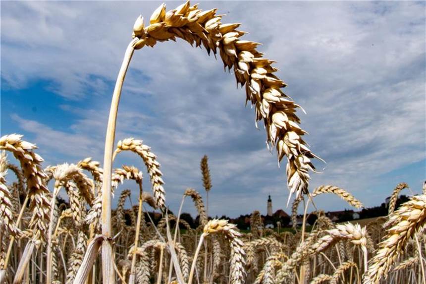 Brot für die Welt - Erbgut des Weizens entschlüsselt Weizen ist das Grundnahrungsmittel für mehr als ein Drittel der Weltbevölkerung und macht fast 20 Prozent der Kalorien und Proteine aus, die Menschen weltweit verbrauchen. Foto: Armin Weigel