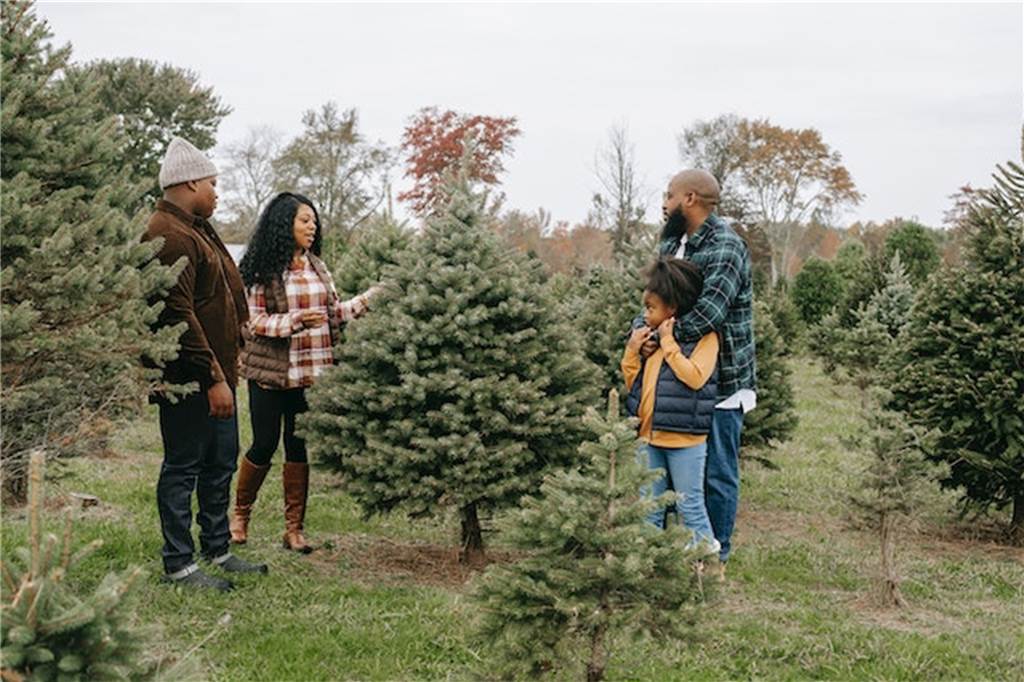 Familienausflug: Hier können Sie Weihnachtsbäume selbst schlagen familie sucht sich einen weihnachtsbaum auf einer wiese aus