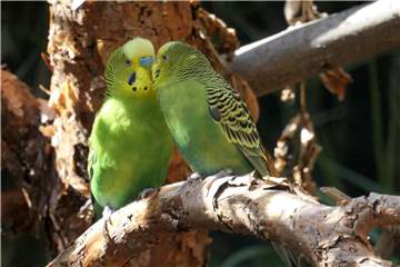 Wellensittiche leben nicht gerne allein. Sie sollten immer einen Partner haben. Foto: Andrea Warnecke