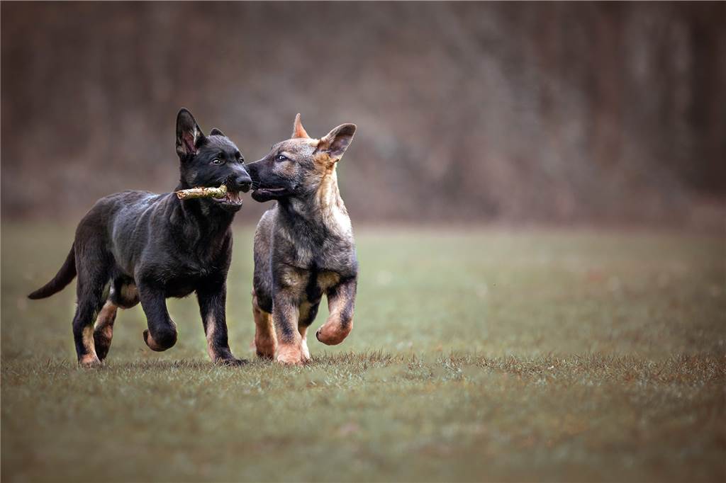 Sven Lüchtemeier setzt Hunde fotografisch in freier Natur in Szene Welpenfotografie ist ein Spezialgebiet von Sven Lüchtemeier.