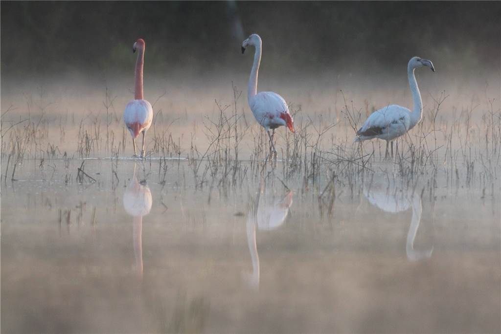 Flamingos haben viel Nachwuchs: Schon neun Küken sind geschlüpft Wen es frühmorgens ins Zwillbrocker Venn, bekommt solche Bilder zu sehen. Wer länger schläft, kann sich die Fotos von Hubert Stroetmann anschauen.