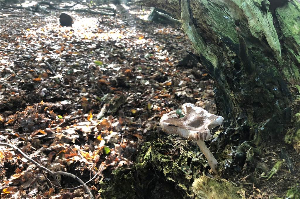 Verbotsschilder halten manche Pilzsammler nicht ab - dann wird´s teuer Weniger Pilze als in den Vorjahren gibt es in der Üfter Mark.