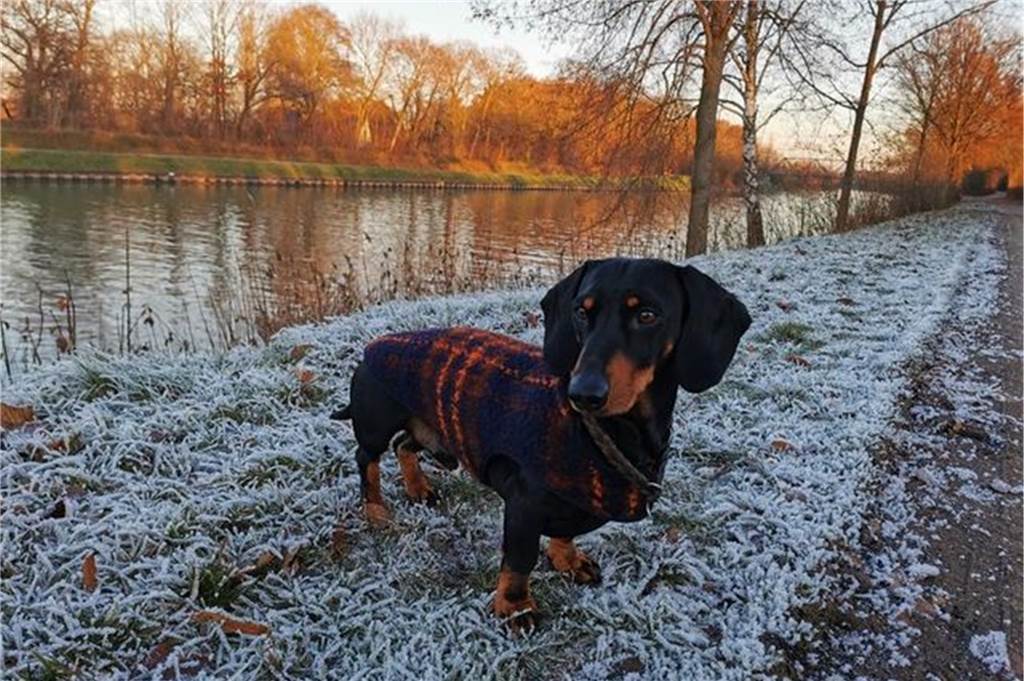 Dackel im Winter