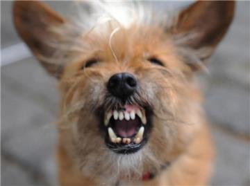 Wenn der Hund Theater macht, sollte der Besitzer nicht darauf eingehen - und signalisieren, dass er die Aufregung nicht teilt. (Bild: Julian Stratenschulte/dpa)