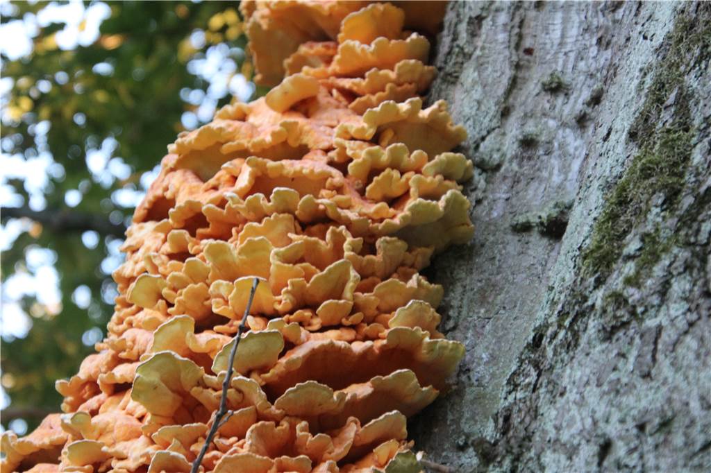 Riesen-Pilz schadet Baum im Schlosspark und „schmeckt nach Hühnchen“ Wenn der Pilz so richtig schön gelb leuchtet, ist er sogar essbar.