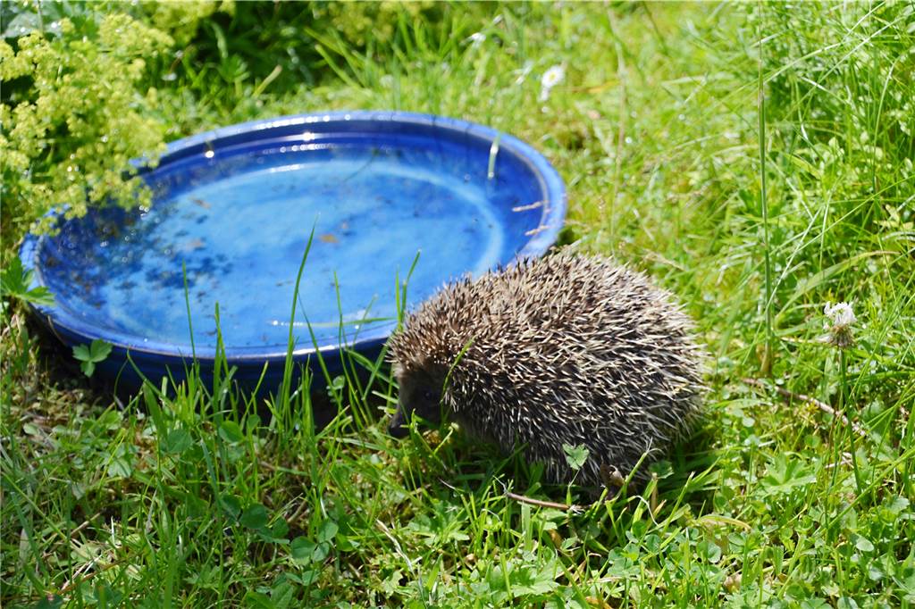 Wildtiere drohen bei der Hitze zu verdursten – wie man ihnen helfen kann Wenn die Schüsseln auf dem Boden stehen, kommen auch Igel an sie heran.