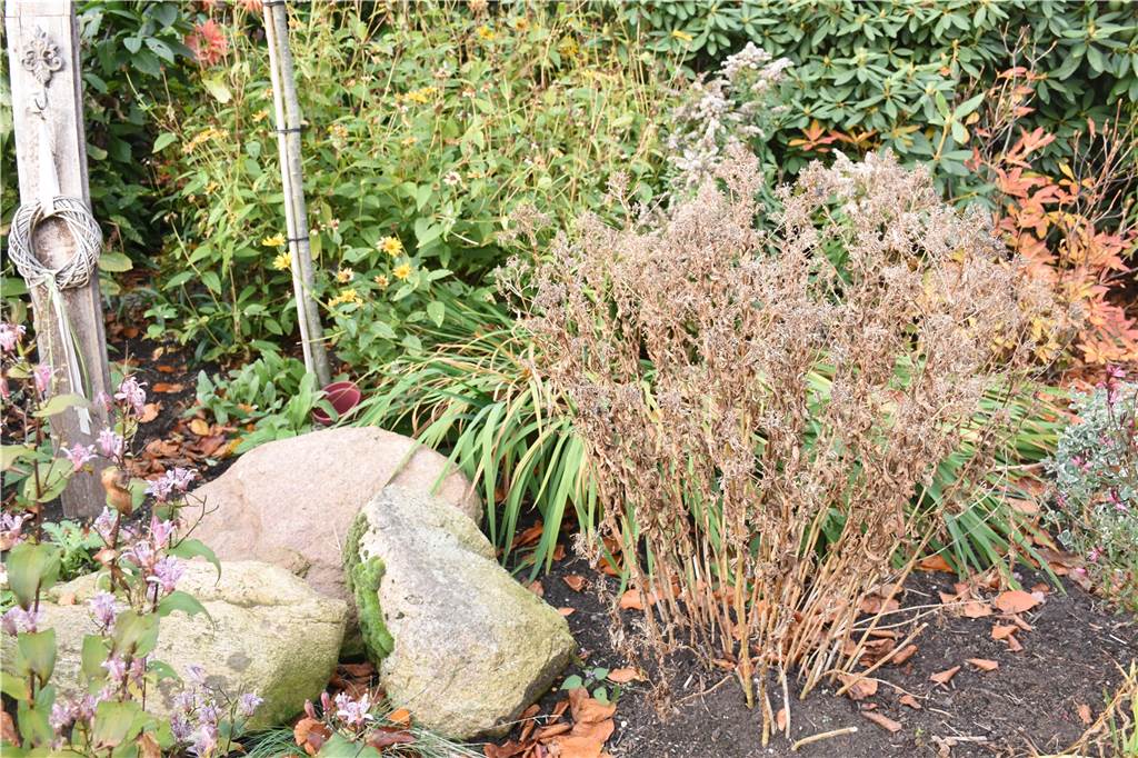 So pflegeleicht kann ein insektenfreundlicher Vorgarten sein Wenn die Stauden verblüht sind, können sie ganz einfach abgeschnitten werden. Einige lässt Nicola Gerding aber auch den Winter über stehen.