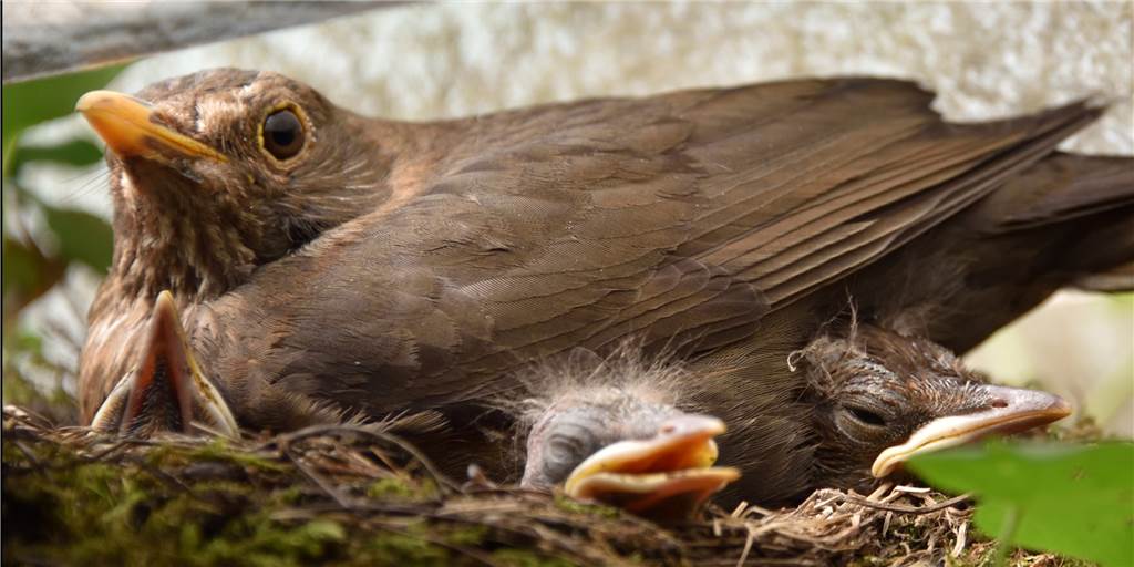 Wenn es kühl wird, setzt das Weibchen sich noch mit auf das Nest. Sehr schön zu erkennen, ist hier das Nesthäkchen der Truppe.