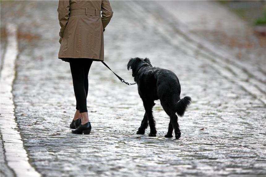 Rund um Silvester gehören Hunde an die Leine Wenn Herrchen und Frauchen ruhig bleiben, überträgt sich die Gelassenheit auch auf den Hund.