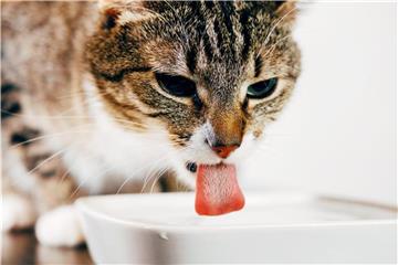 Wenn ihre Nieren nicht mehr richtig funktionieren, brauchen Katzen - ebenso wie Hunde - besonders viel Flüssigkeit. Foto: Bundesverband für Tiergesundheit e.V.