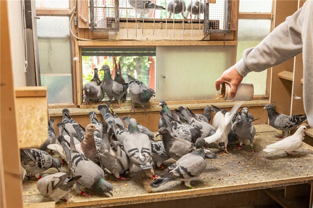 75-jähriger Lüner wird Meister bei der „Jung-Meisterschaft“ Wenn Karl Heinz Tiemann mit dem Futtertöpfchen ruft, kommen seine gefiederten Hochleistungssportler sofort.