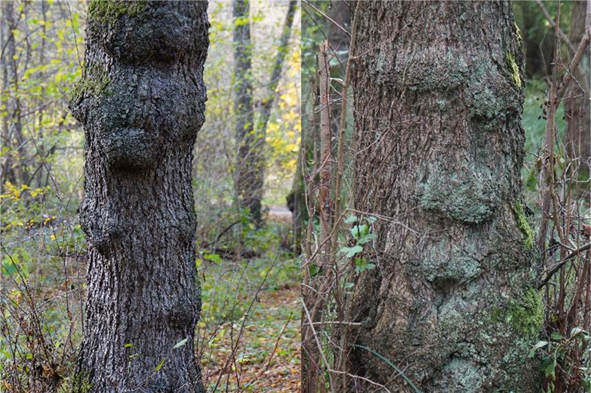 Die Baumwächter vom Naturlehrpfad Alte Körne beschützen den Wald Wenn man sich etwas Mühe gibt, kann man hier doch Gesichter erkennen, oder etwa nicht?
