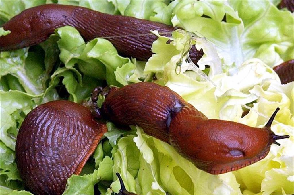 Garten im April: Welche Arbeiten jetzt vor und hinterm Eigenheim anstehen Wenn Sie ein ganzes Beet mit empfindlichen Pflanzen haben, ist es sinnvoller, dieses mit einem Schneckenzaun aus Metall einzufassen.