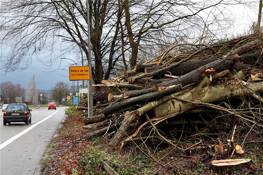 Experte zu radikalem Baumschnitt in Haltern: „Methode des Mittelalters“ Wenn Straßen NRW einen Rückschnitt vornimmt, fällt dieser ebenfalls häufig radikal aus.