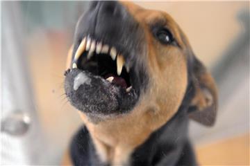 Wer auf einen zähnefletschenden Hund trifft, kann überfordert sein. Foto: Soeren Stache