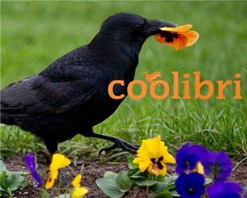 Wer braucht schon Sommer, wenn er Wochenendtipps hat? Dieser Vogel jedenfalls scheinbar nicht.