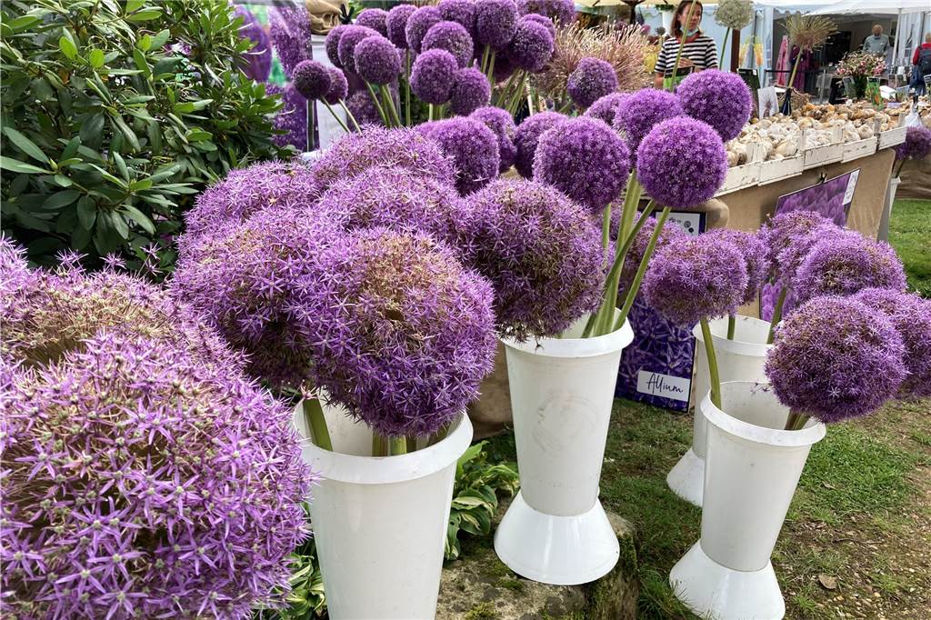 150 Aussteller locken bis Sonntag zur Landpartie auf Schloss Lembeck Riesen-Lauch