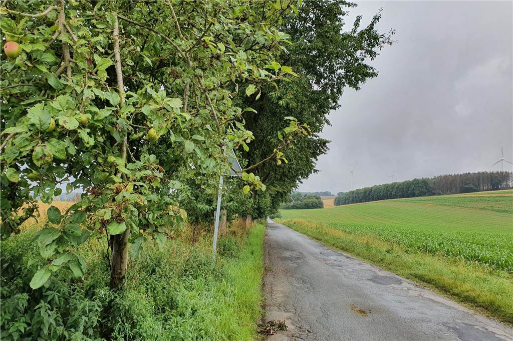 Gratis Obst, Beeren und Kräuter sammeln: Mundraub.org kennt die Spots Wer in Bausenhagen spazieren geht, wird viele Obstbäume am Wegesrand entdecken.