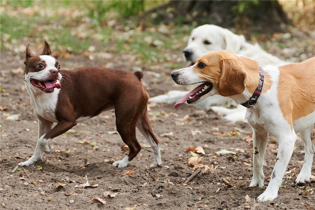 Castrop-Rauxel ist bei der Sexsteuer Primus im Kreis Recklinghausen Wer in Castrop-Rauxel drei oder mehr Hunde hält, muss pro Hund und Jahr 120 Euro Hundesteuer an die Stadt abführen.