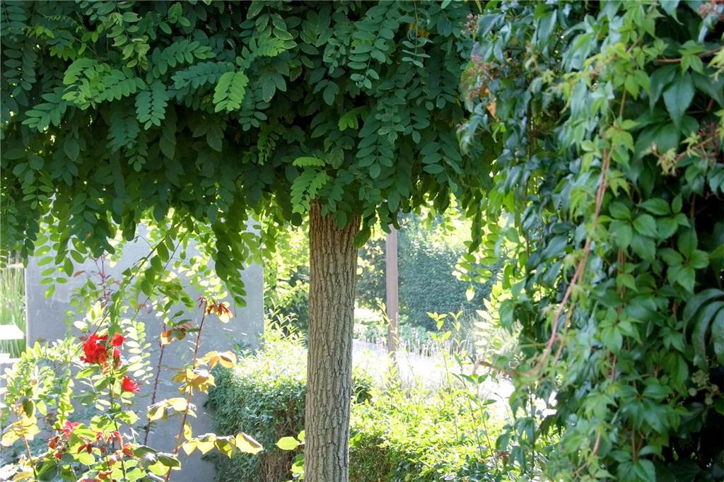 Gärtner zum Wasserverbrauch: Lieber kürzer duschen als den Garten aufzugeben Wer nur wenig Platz im Garten hat, muss nicht auf einen Hausbaum verzichten: Viele Bäume wie die Kugel-Robinie bleiben klein und haben eine kompakte Krone.
