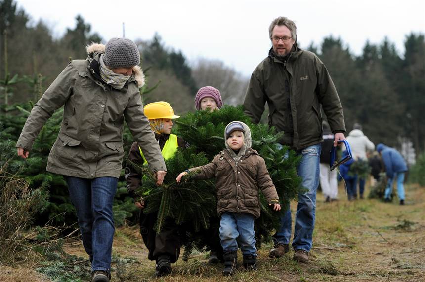Mit gutem Gewissen zum Weihnachtsbaum - Förster gibt Tipps, wie der Baum sich lange hält Wer ökologisch richtig punkten möchte, der geht mit dem Förster in den heimischen Wald und schlägt sich den Baum selbst.