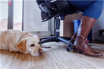 Wer seinen Hund ins Büro mitbringen will, sollte mit dem Vierbeiner zuvor einiges üben - zum Beispiel still auf dem Platz zu liegen. Foto: Markus Scholz