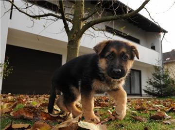 Wer sich einen Schäferhund wie diesen Welpen kauft, muss sich viel Zeit für das Tier nehmen. (Bild: dpa)