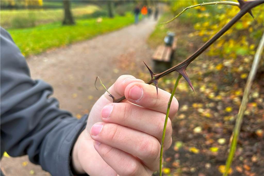 Stadtpark Werne: Jaymé Rieck (21) hilft eigenmächtig aus Jaymé Rieck hält einen dornigen Zweig in die Kamera.