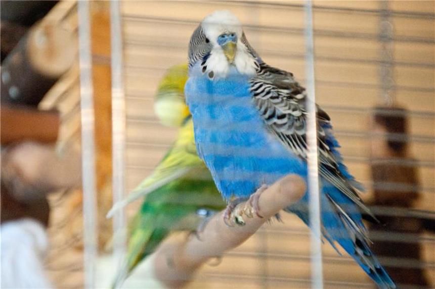 Bei Umzügen ist für Vögel ein ruhiger Rückzugsort wichtig Wer umzieht, sollte den Vogelkäfig an einem ruhigen Ort unterbringen. Foto: Andrea Warnecke