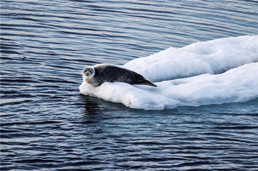 Preisminderung bei Routenänderung auf Arktis-Kreuzfahrt Werden auf einer Arktis-Kreuzfahrt mehrere versprochene Häfen in Grönland nicht angefahren, darf der Reisende nachträglich den Preis mindern. Foto: David Goldman