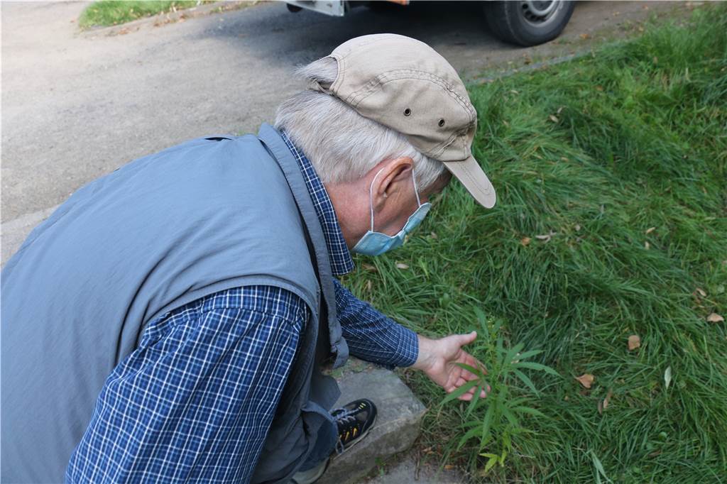 Cannabis an Saline in Werne entdeckt: Deutet Pflanze auf Hanf-Plantage hin? Werner Hessel hat die seltene Pflanze gefunden. Auf einem Foto wollte er sich selbst nicht sehen. „Fotografieren Sie lieber die Pflanze“, sagte er.