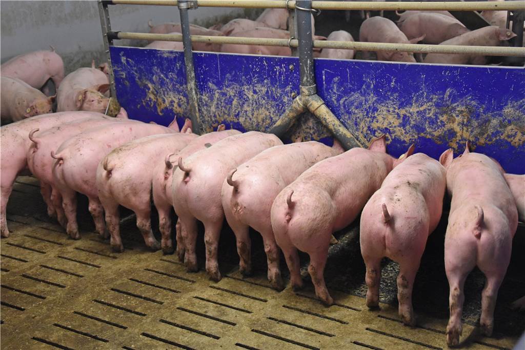 Schlachthof geschlossen: Große Sorgen bei heimischen Schweinezüchtern Werner Schweinehalter machen sich nach der Schließung des großen Tönnies-Schlachthofes Sorgen.