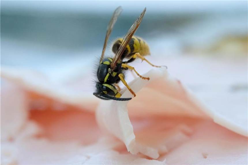 Abwehrtrick gegen Wespen Wespen sind Nützlinge und Plagegeister in einem. Sie bestäuben Blüten und tragen so zu einer guten Obsternte bei. Am Frühstückstisch sind sie jedoch meist kein willkommener Gast. Foto: Jens Kalaene