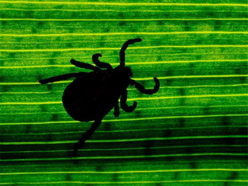 Auch im Garten können Zecken lauern - Impfung wichtig Wichtig zu wissen: Zecken kann es laut einer Studie unabhängig von Lage und Pflege in allen Gärten geben. Foto: Patrick Pleul