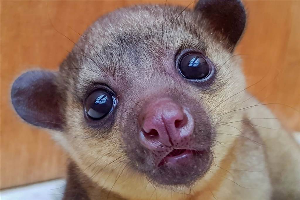 Hitzewelle: Sogar Tierarten aus Afrika ist es im Dortmunder Zoo zu heiß Wickelbär-Jungtier Meeko zieht bei Hitze ein Liegebrett im hinteren Teil des Geheges den Schlafkisten vor, in denen sich der Rest der Familie gemeinsam zusammenrollt.