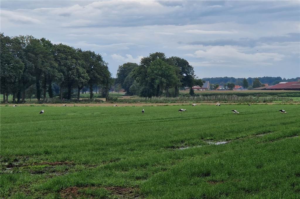 Wie der Experte berichtet, ziehen Jungstörche traditionell in Gruppen in den Süden.