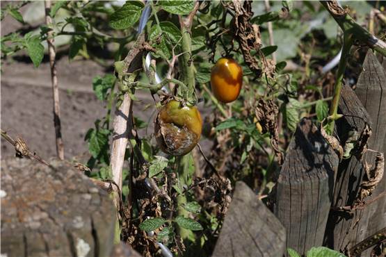 Braune Tomaten in Castrop-Rauxeler Gärten: Das steckt dahinter