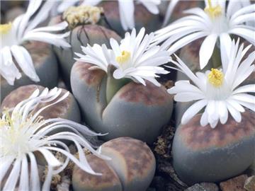Wie eine Blüte auf einem Kiesel: Die Optik der Lebenden Steine ist ungewöhnlich. Damit schützen sie sich vor Tieren, die die wasserspeichernden Pflanzen nur zu gerne verspeisen würden. Foto: Blickwinkel/R. Koenig
