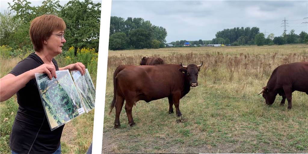 Ausgleich für A43-Ausbau: Rotes Höhenvieh grast an der A42 in Castrop-Rauxel Biologin Annette Schulte Bocholt hält zwei laminierte Fotos hoch und erklärt Spaziergängern, wie die Weidefläche vorher genutzt wurde. Rechts grast das Rote Höhenvieh.