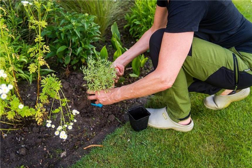Sieben Tipps, ein schönes Beet im Garten anzulegen Wie ist der Boden beschaffen? Diese Fragen sollte man klären, bevor man sich Pflanzen anschafft.