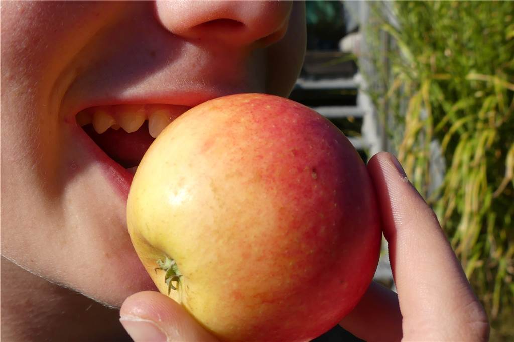 Äpfel sollen Kinder sportlich machen? Von wegen! Wie kann man es schaffen, in der ersten Reihe heimlich einen Apfel zu verputzen? Die Antwort lautet: Gar nicht. Und das gibt Ärger.