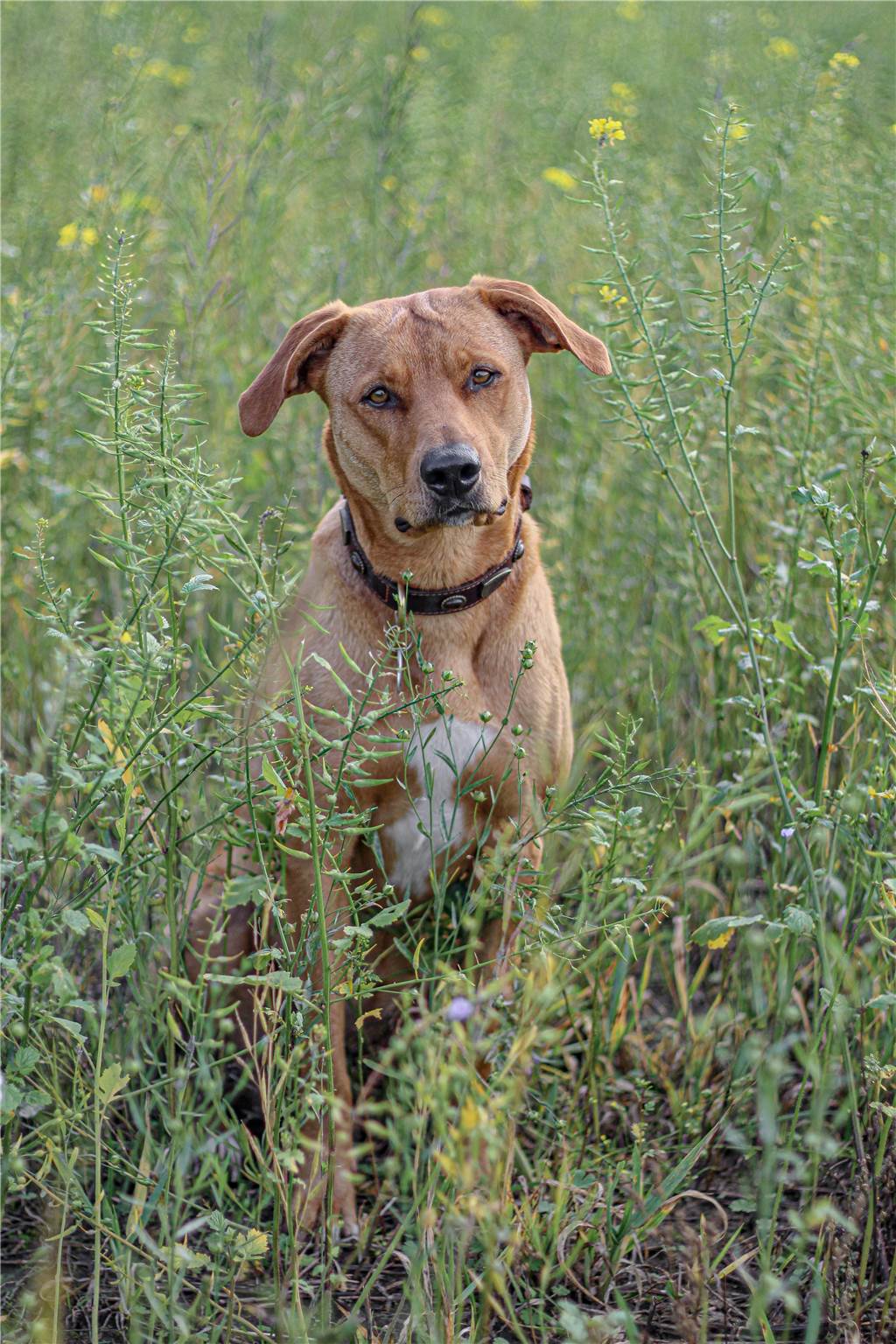 Wie lieb kann ein Hund schauen? Chiara Stumpe und ihr Vierbeiner haben mit diesem Bild eine Antwort darauf.