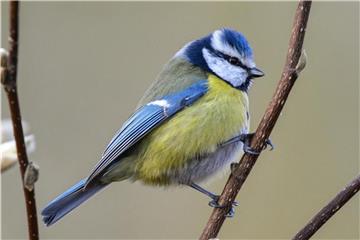 Wie man eine Blaumeise von anderen Wintervögeln unterscheidet, erklärt ein Video des Naturschutzbund Deutschland. Foto: Patrick Pleul/dpa-Zentralbild