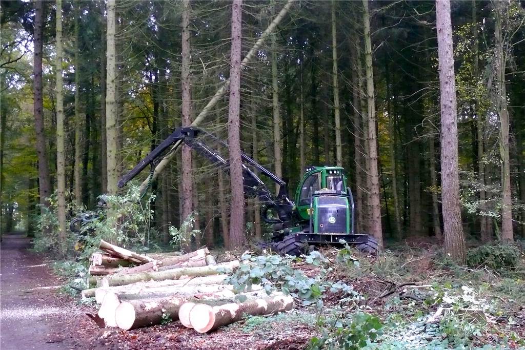 Borkenkäfer hat Bäume im Oedinger Busch so schwer beschädigt, dass sie gefällt werden Wie mit kleinen Streichhölzern geht der Harvester mit den rund 45 Jahre alten Bäumen um. Mit dem starken Hydraulikarm werden die Baumstämme binnen weniger Sekunden gefällt, zugeschnitten und aufgestapelt.