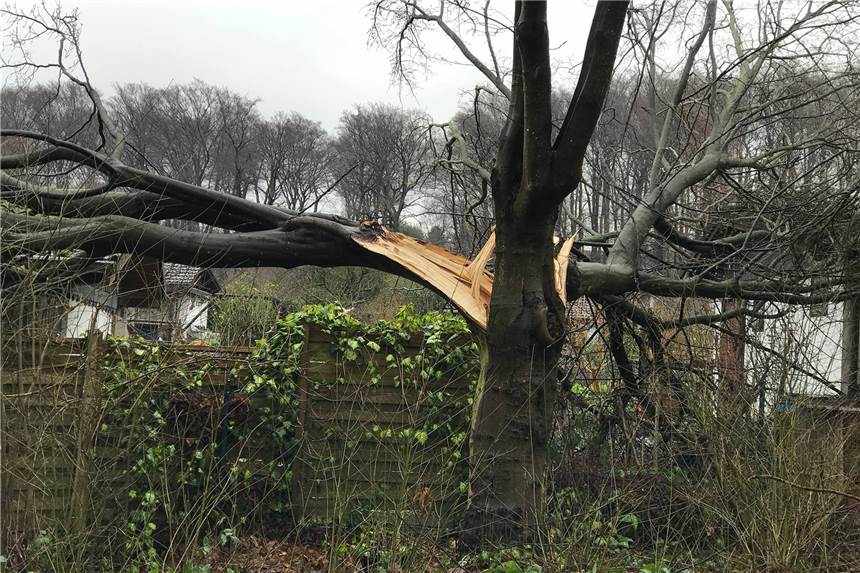 Sturm-Warnung für Castrop-Rauxel: Impfzentrum legt Pause ein Wie stark das Sturmtief „Klaus“ werden wird, wird sich zeigen. Diesen Baum an der Dortmunder Straße beschädigte ein Sturmtief der vergangenen Jahre. (Archiv)