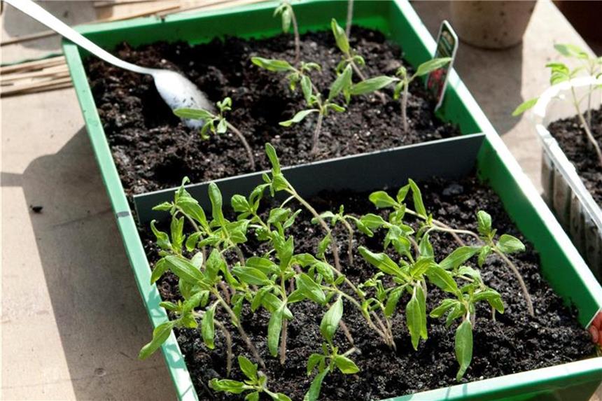 Trendfrucht Pepino unter Glasscheibe vorziehen Wie Tomatenpflanzen werden auch Pepino-Pflanzen am besten in einer Schale auf der Fensterbank vorgezogen. Nach den Eisheiligen kommen sie dann auf den Balkon oder ins Freie. Foto: Kai Remmers